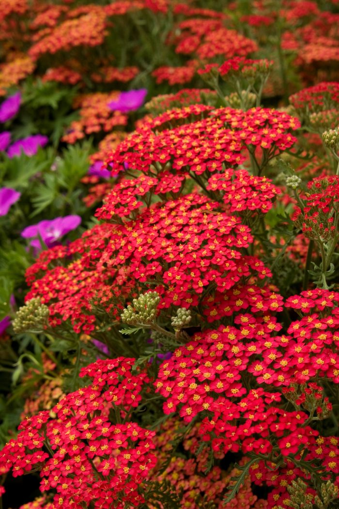 Krwawnik Paprika Achillea millefolium ozdobny krwawnik ogrodowy