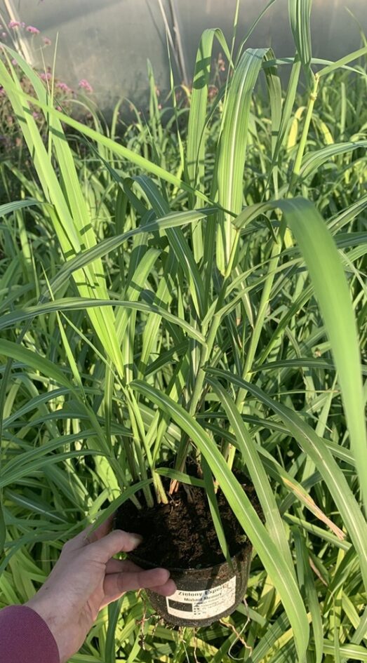 miskant memory sadzonki