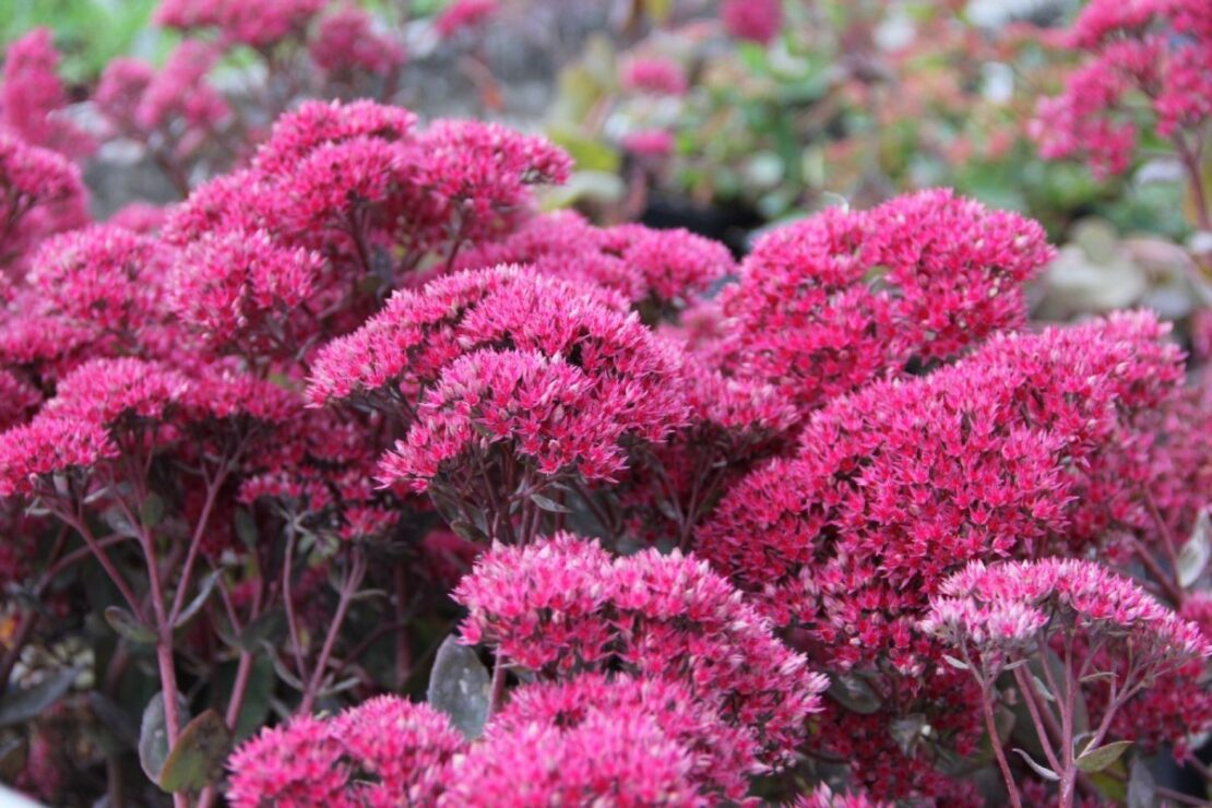 Rozchodnik Thunderhead Sedum telephium Zielony Expert