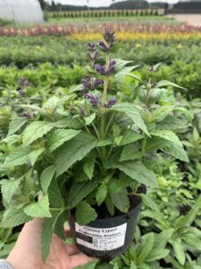 Kocimiętka żyłkowana Neptune Nepeta