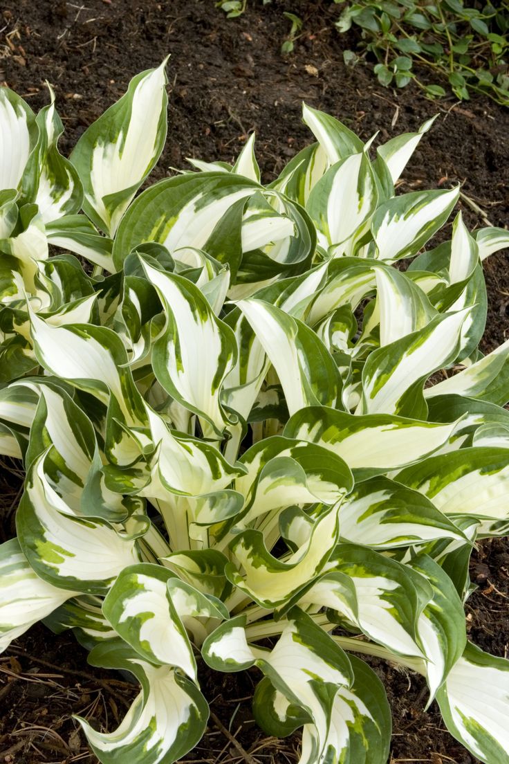 Funkia Hosta Fire and Ice