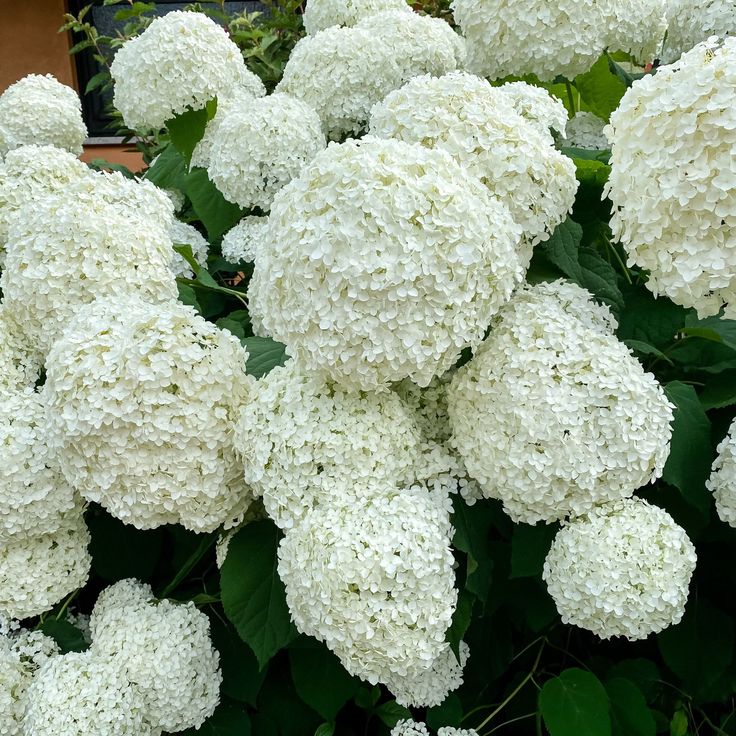 Hortensja drzewiasta Annabelle Hydrangea