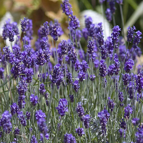 Lawenda Hidcote Blue Strain Szk ka Ro lin Wysy ka