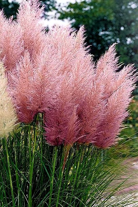 Trawa Pampasowa Pink Feather
