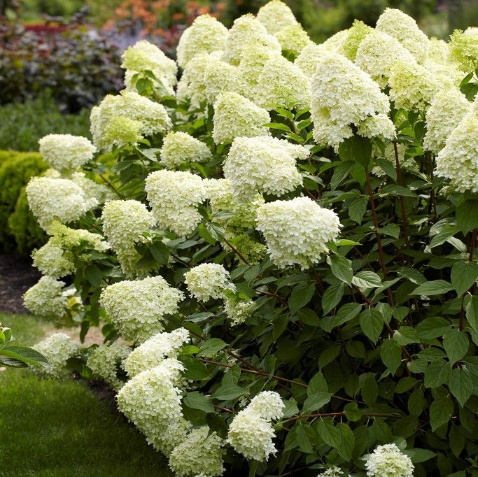 Hortensja bukietowa Limelight Hydrangea paniculata