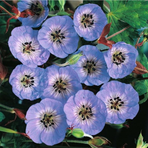 Bodziszek Buxton Blue Geranium