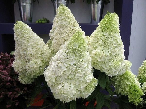 Hortensja Bukietowa Polar Bear Hydrangea