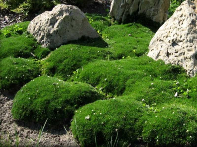 Karmnik ościsty Green Moss
