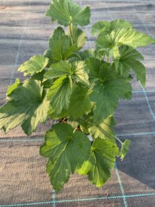 Zawilec japoński Whirlwind Anemone