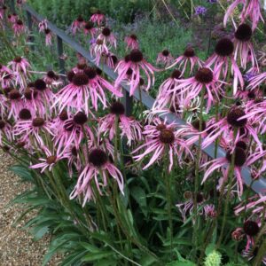 Jeżówka blada Echinacea Pallida