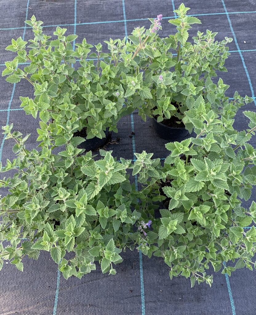 Kocimiętka Kit Kat Nepeta