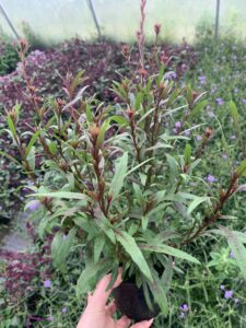 Gaura Baby Butterfly® Dark Pink