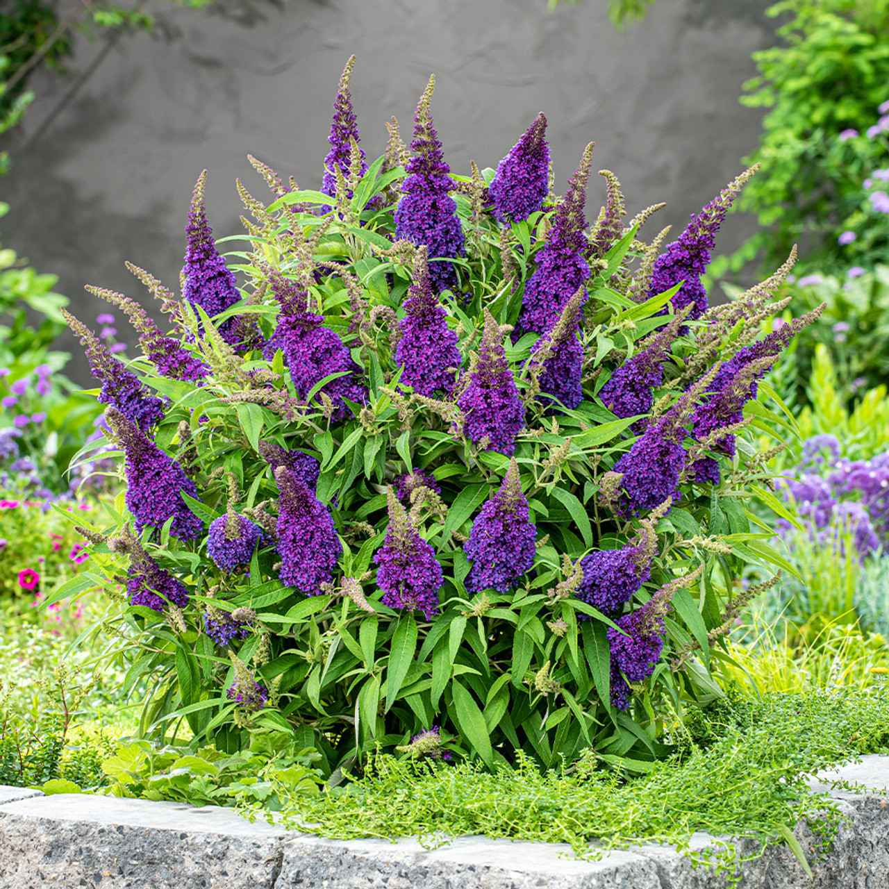 Buddleja dawida Butterfly Candy Purple