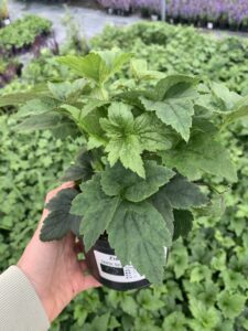 Zawilec Garden Breeze Whirlwind Pink