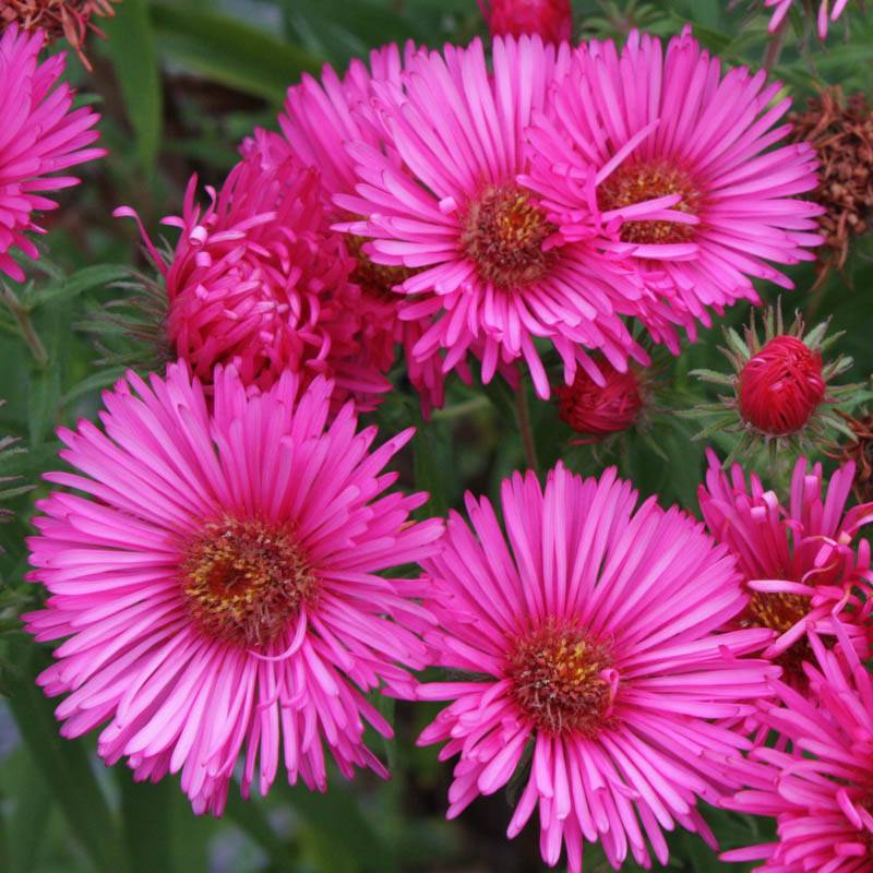 Aster Andenken am Alma Pötschke