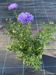 Aster nowobelgijski Marie Ballard