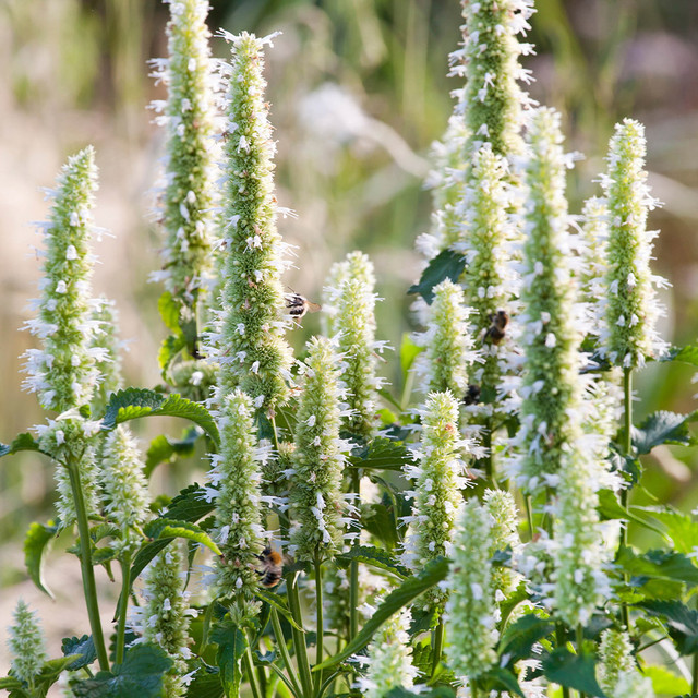 Kłosowiec pomarszczony Alabaster Agastache