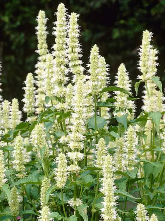 Kłosowiec Alabaster Agastache