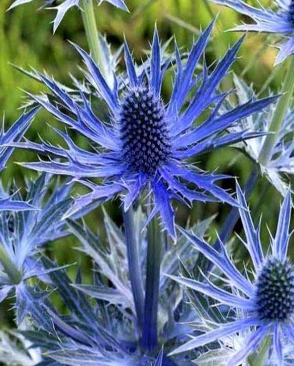 Mikołajek Big Blue Eryngium