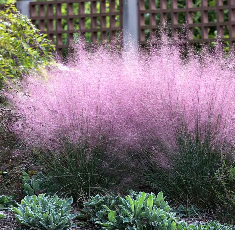 Muhlenbergia capillaris Przyostnia Włosowata