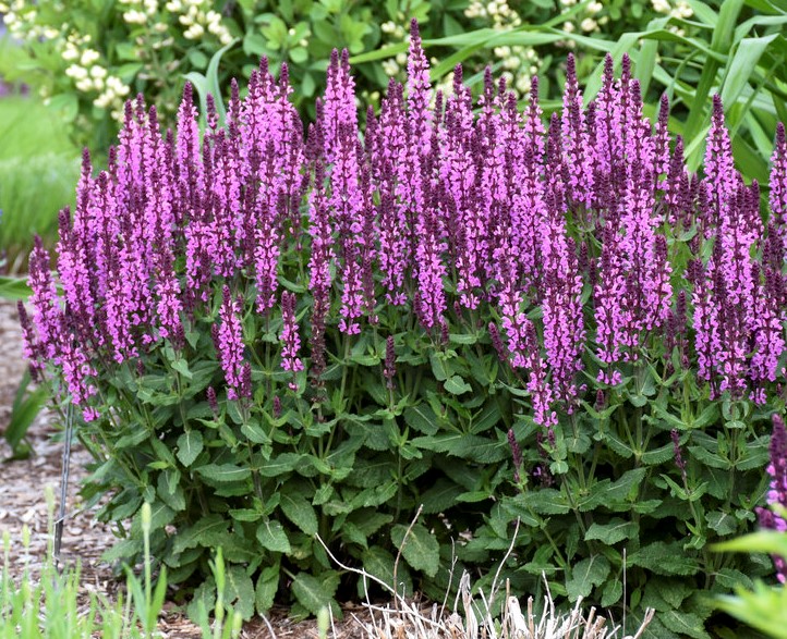 Szałwia omszona Caradonna Pink