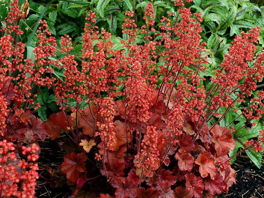 Żurawka Cherry Cola Heuchera