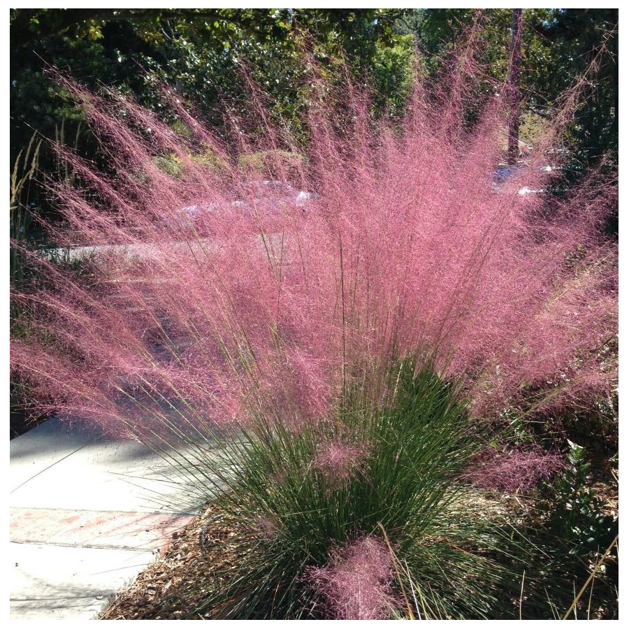 Muhlenbergia capillaris