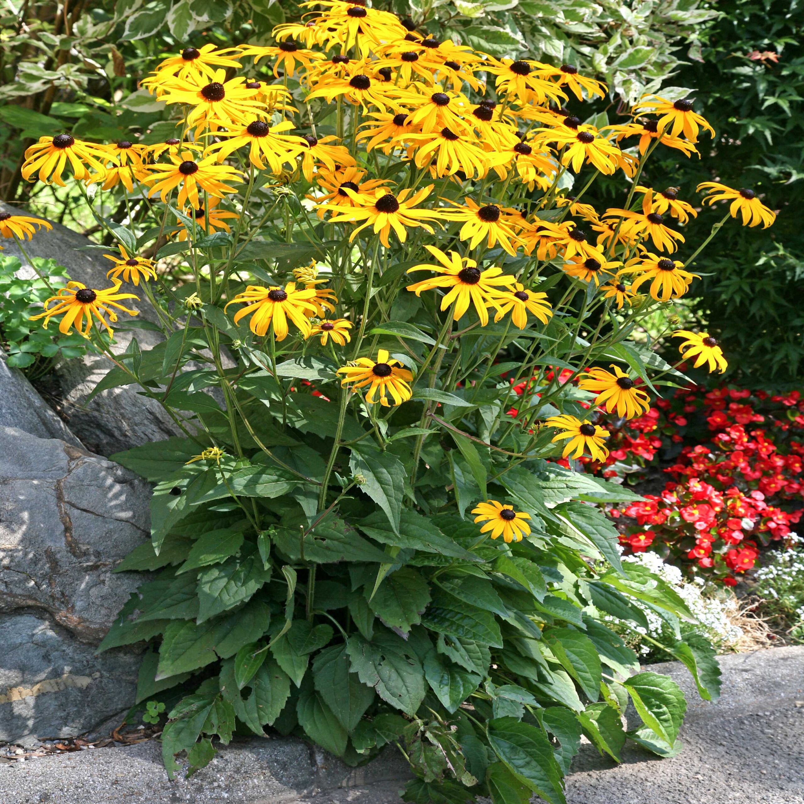 Rudbekia błyskotliwa 'Goldsturm'