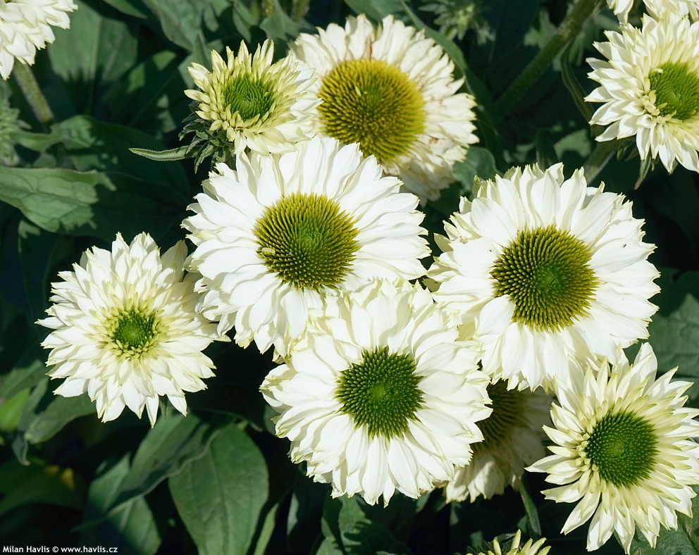 Jeżówka sunseekers white perfection