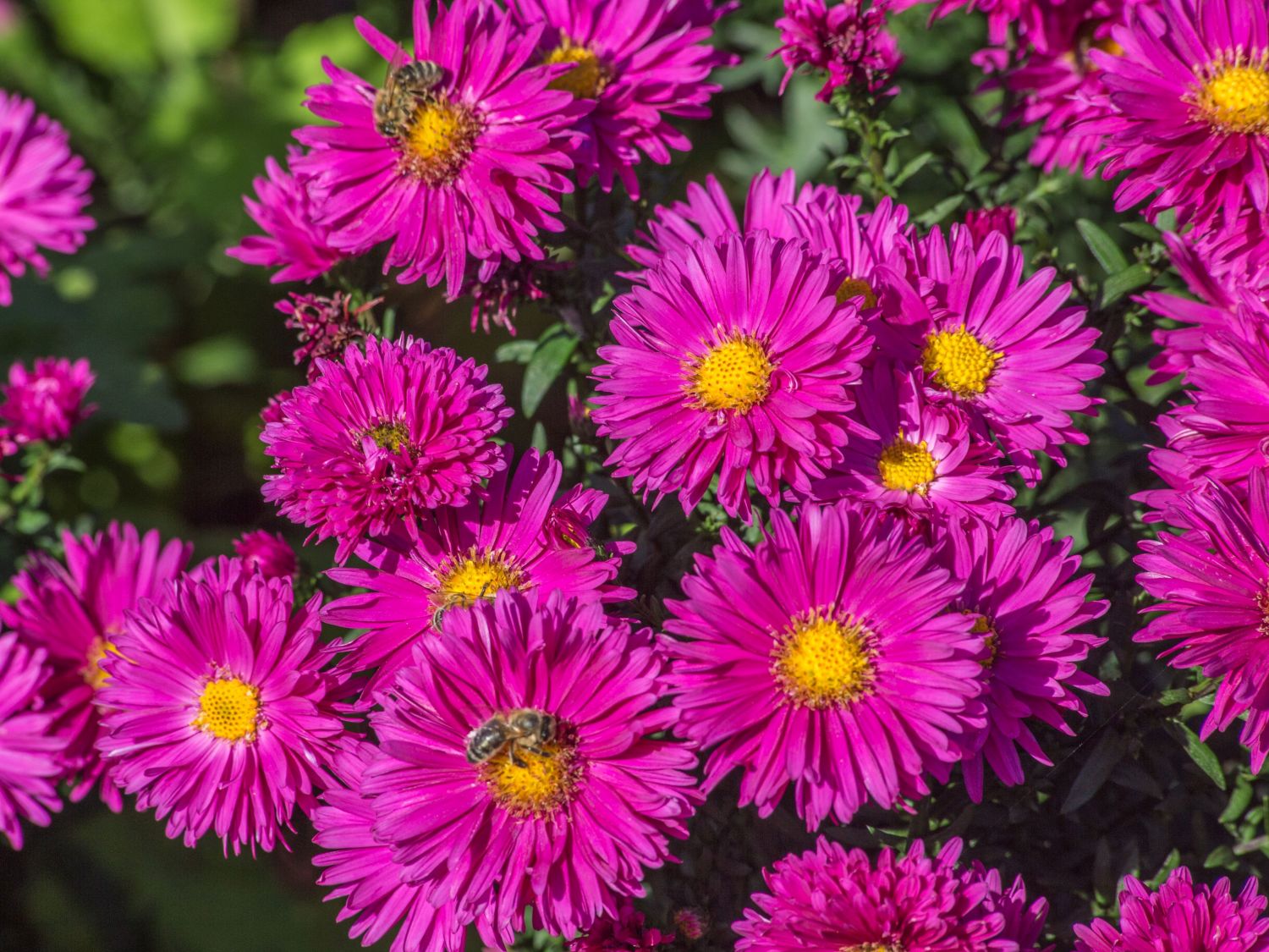 Aster nowobelgijski Neron Aster novi- belgii