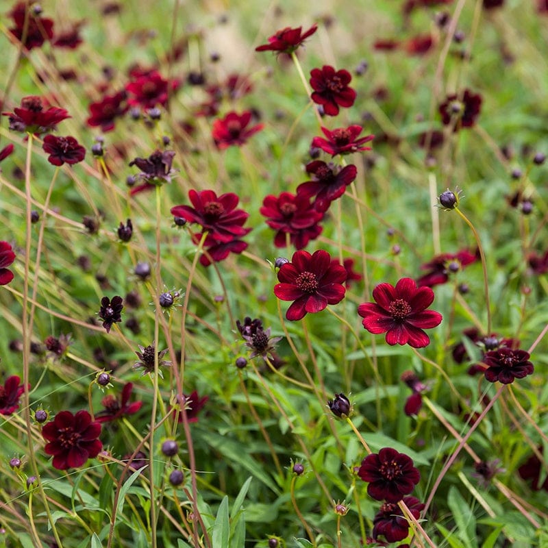 Cosmos Chocamocha