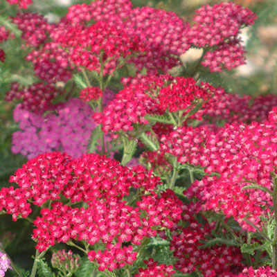 Krwawnik Summerwine achillea