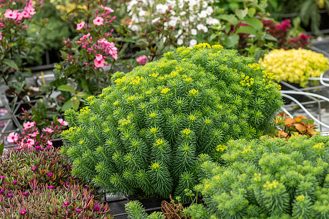 Euphorbia deflexa