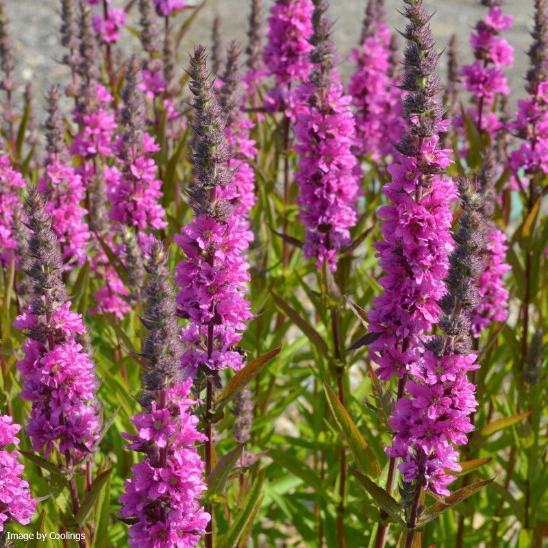 Krwawnica pospolita Lythrum salicaria