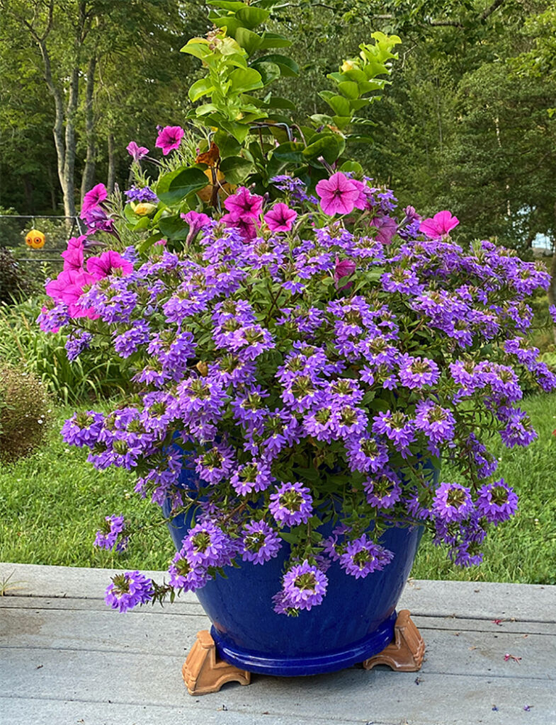 Scaevola Lilac