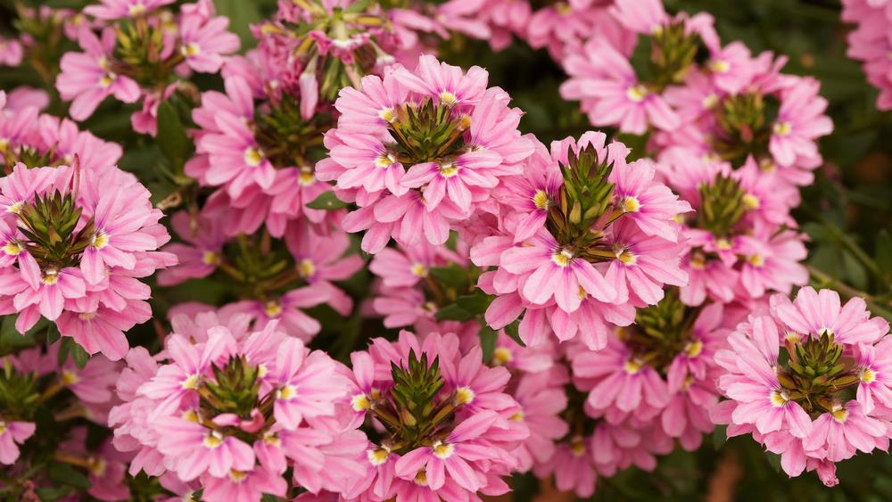 Scaevola Pink Compact