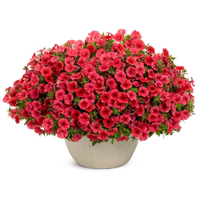 Supertunia MINI VISTA Coral