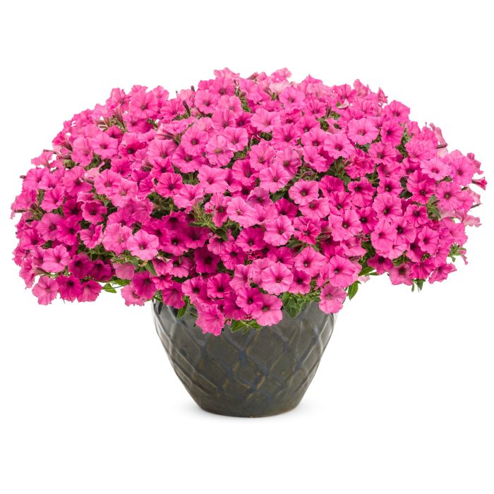 Supertunia MINI VISTA Hot Pink