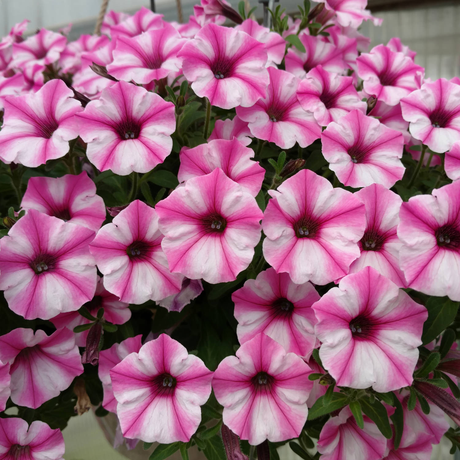 Supertunia MINI VISTA Pink Star