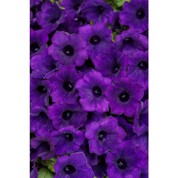 Supertunia MINI VISTA Ultramarine