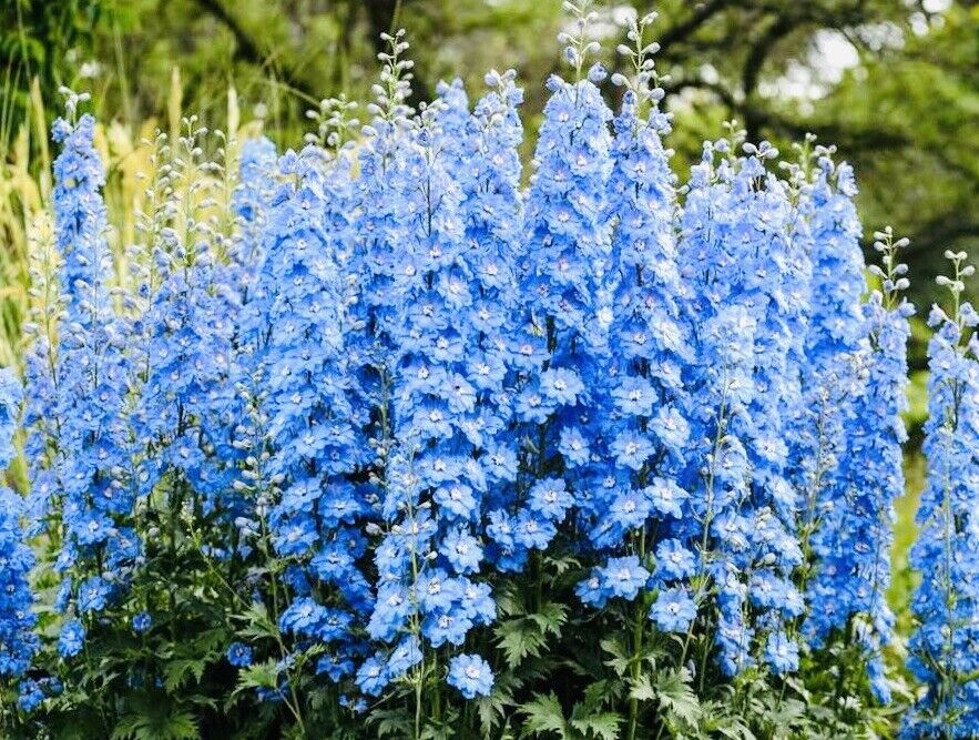 Ostróżka Summer Skies delphinium