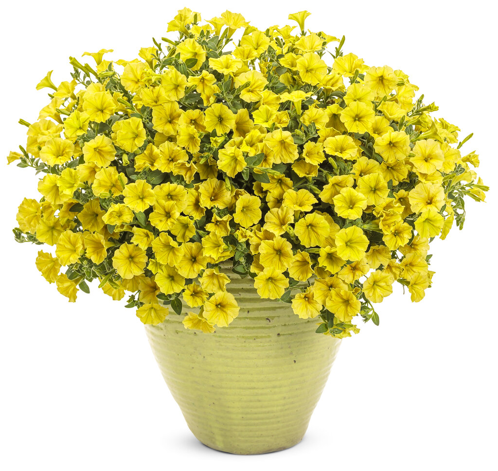 Supertunia MINI VISTA Yellow