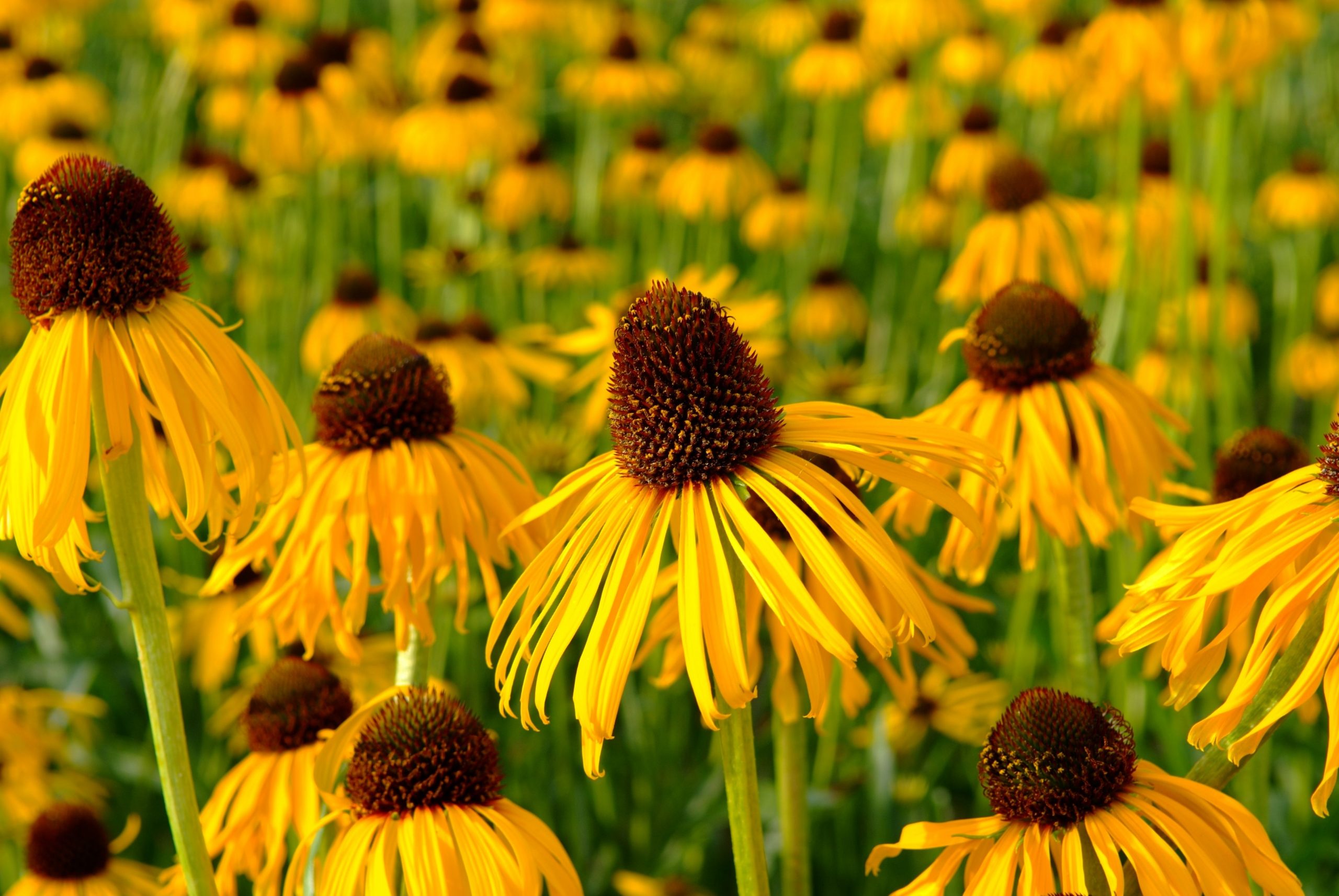 Jeżówka żółta Paradoxa Echinacea