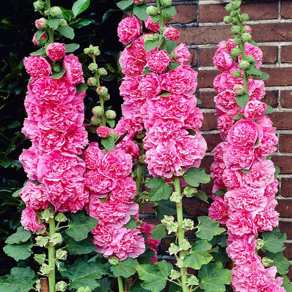 Malwa pełna Chaters Rosa rosea plena