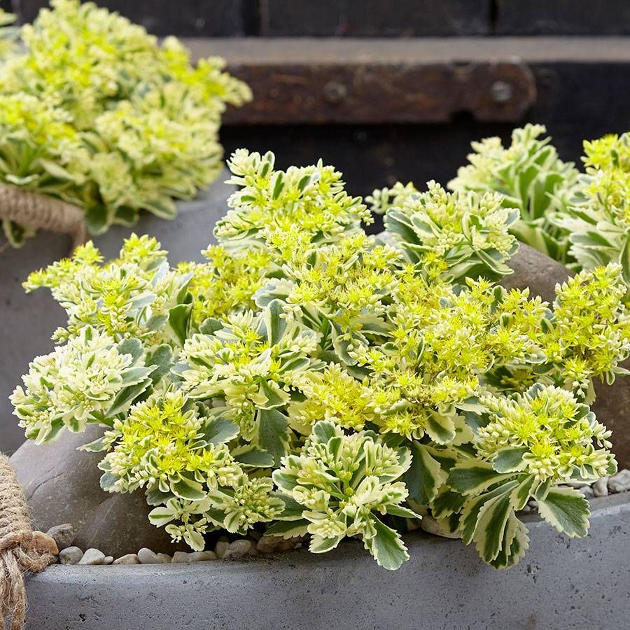 Rozchodnik Atlantis Sedum takesimense