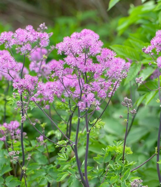 Rutewka orlikolistna Thalictrum aquilegifolium