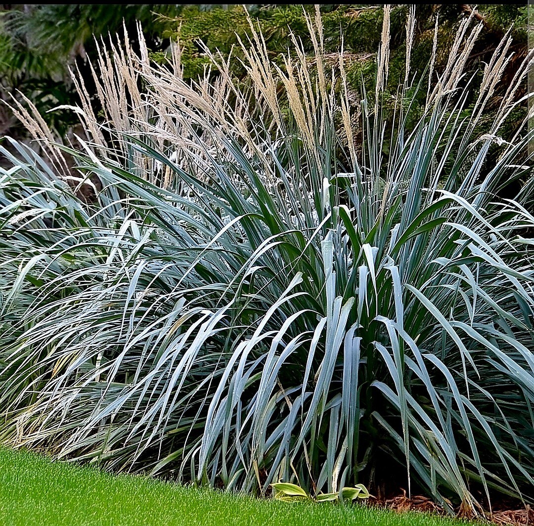 Wydmuchrzyca piaskowa Blue Dune