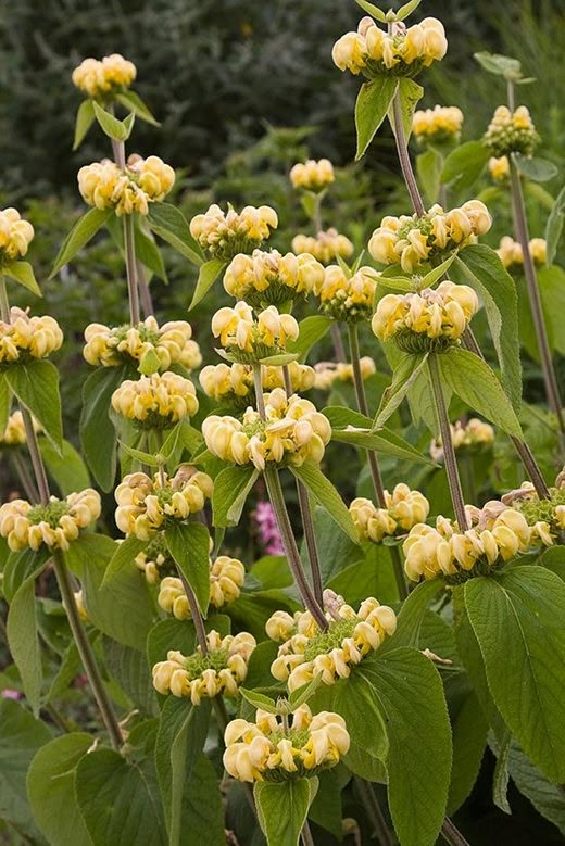 Żeleźniak Russela Phlomis russeliana