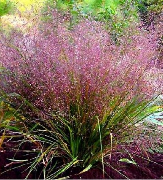 miłka okazała eragrostis spectabilis