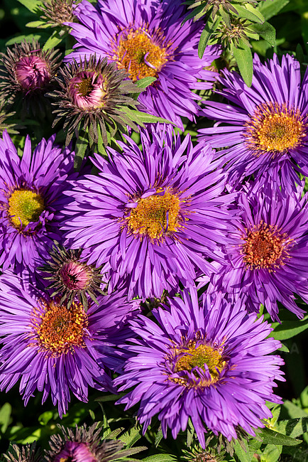 Aster nowoangielski Purple Dome